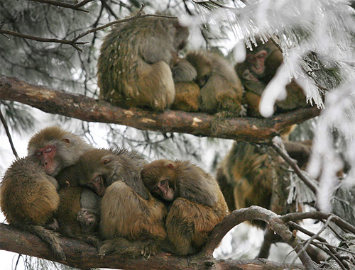 macaques.jpg