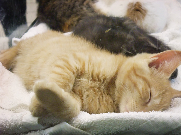 Kittens in Pet Store