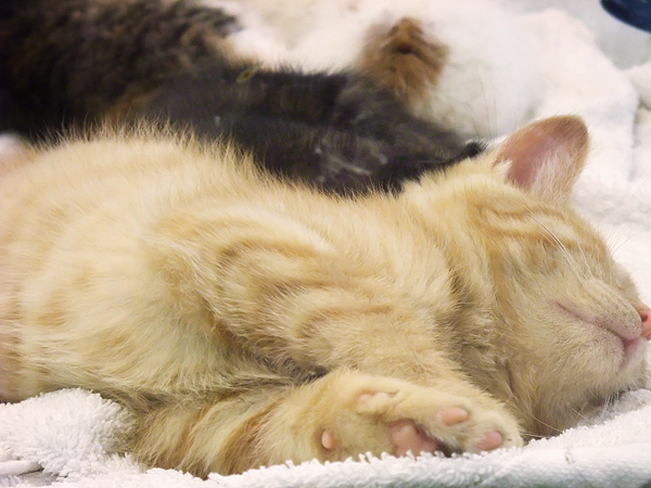 Kittens in Pet Store