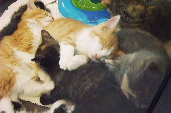 Kittens in Pet Store