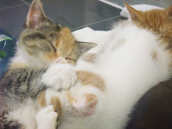 Kittens in Pet Store