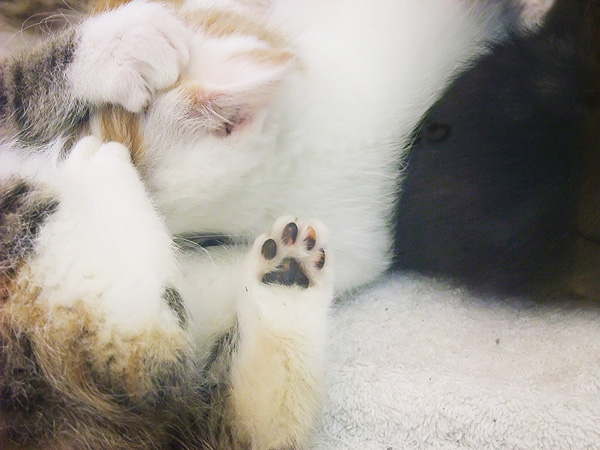 Kittens in Pet Store