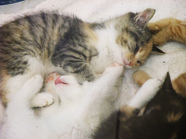 Kittens in Pet Store